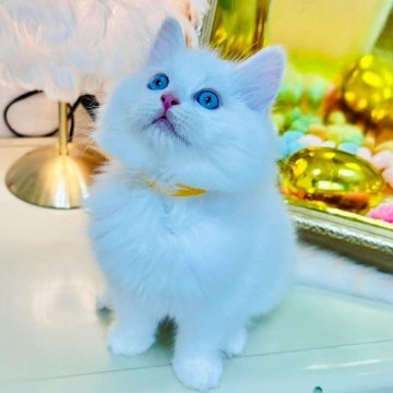 ラグドール【東京都・男の子・2025年8月25日・クリームリンクスポイントバイカラー】の写真「クリアーなブルーアイです」