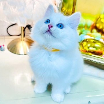 ラグドール【東京都・男の子・2025年8月25日・クリームリンクスポイントバイカラー】の写真「珍しい毛色とスカイブルーアイの温厚な子猫ちゃん」