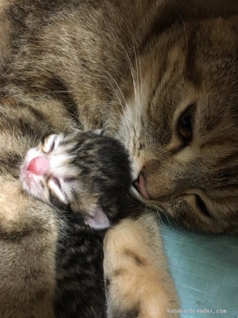 可愛い子猫さん産まれてますよー 村尾真理子ブリーダー みんなの子猫ブリーダー