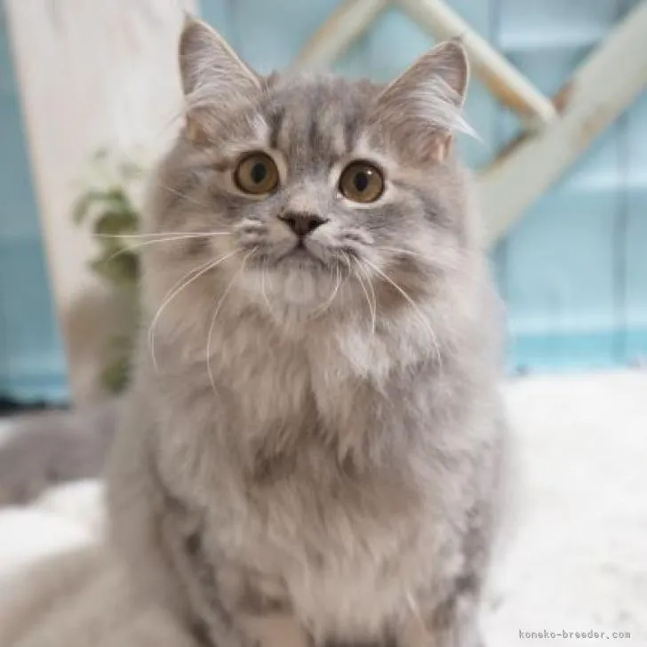 ID:2209-00886の子猫