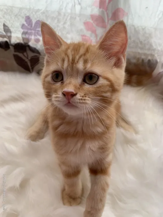 ID：1908-00004の子猫