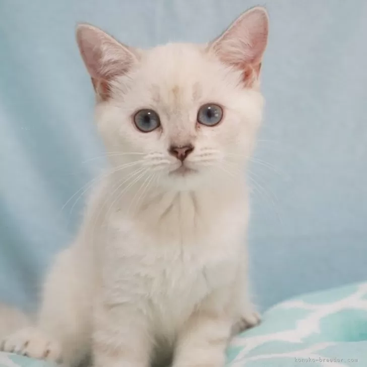 ID：2410-01954の子猫