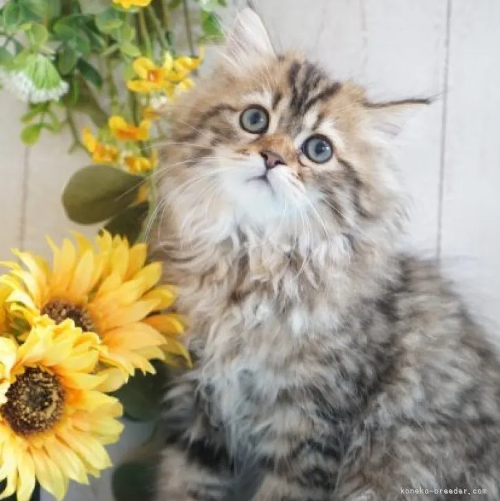 ID：2306-03385の子猫