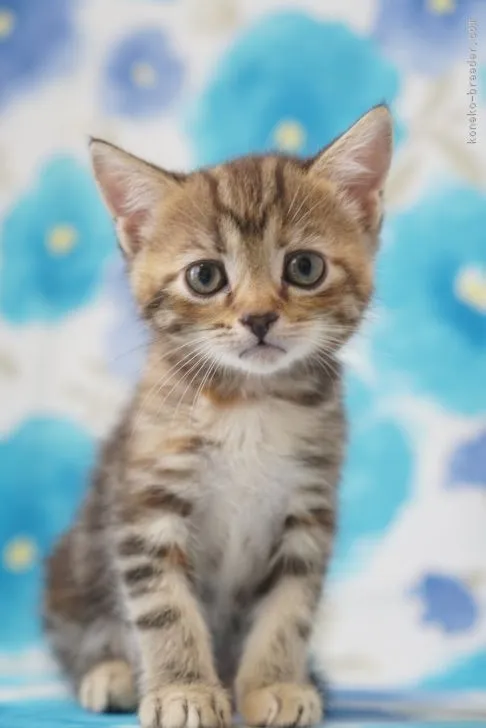 ID：2206-00600の子猫