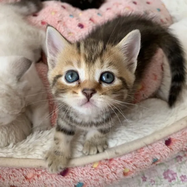 ID：2005-00501の子猫