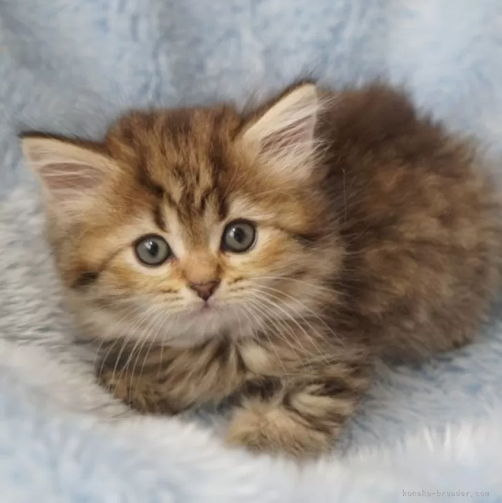 ID：2406-00321の子猫
