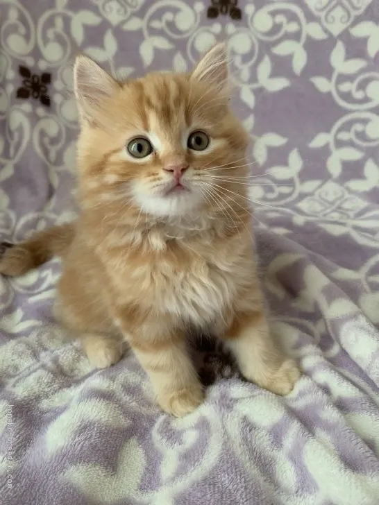 ID:2001-00434の子猫