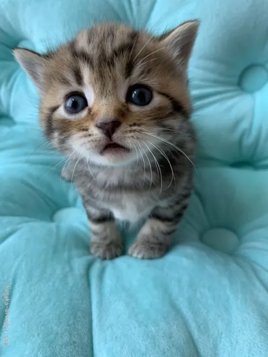 ID：2004-02229の子猫