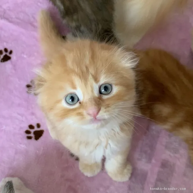 ID：2005-00782の子猫