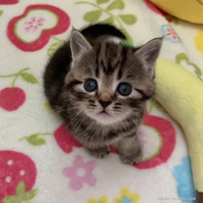 ID：2103-01008の子猫