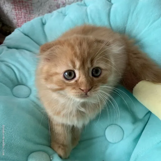 ID:2009-01855の子猫