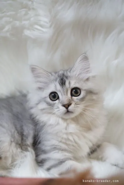 M.K 様のお迎えした子猫