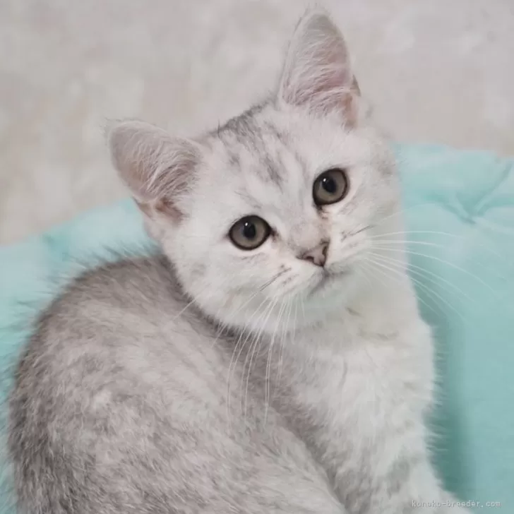 スコティッシュフォールド×ペルシャ【京都府・男の子・2023年9月1日・シルバー】の写真1