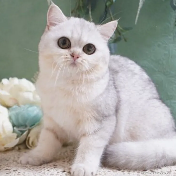 ID：2306-00882の子猫