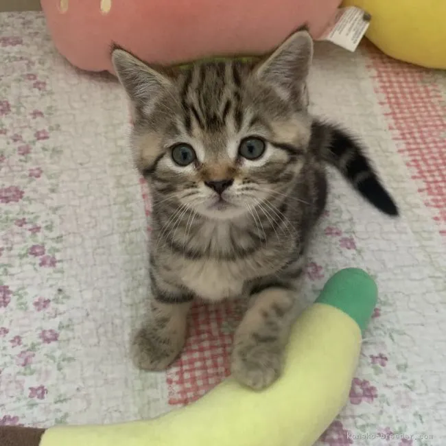 ID：2103-01007の子猫