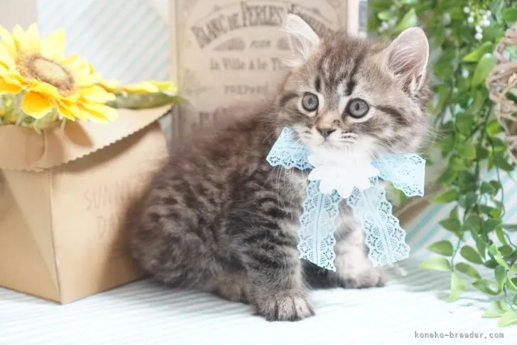 ID:2107-00411の子猫