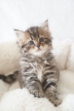 サイベリアン【京都府・男の子・2022年1月12日・ブラウン タビー】の写真「綺麗なブラウン の男の子💙ご見学予約入ってます❤️」