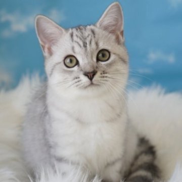 ペルシャ×スコティッシュ【京都府・男の子・2023年5月31日・シルバータビー】の写真「とってもかわいい💙」