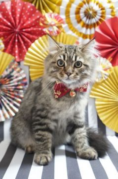 サイベリアン【京都府・男の子・2021年8月14日・ブラウン タビー】の写真「とても綺麗なブラウン の男の子です💙」