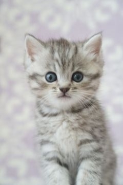 ミヌエット【京都府・男の子・2022年4月22日・シルバータビー】の写真「可愛いしろくま君💙」