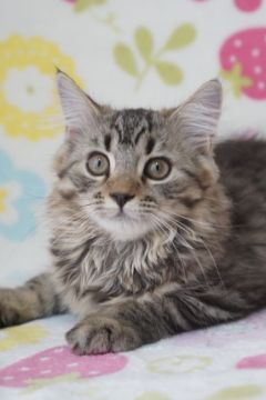 スコティッシュフォールド(立ち耳)【京都府・男の子・2022年2月10日・ブラウンタビー（ふわふわ❣️）】の写真「立ち耳ふわふわかわいい男の子💙」