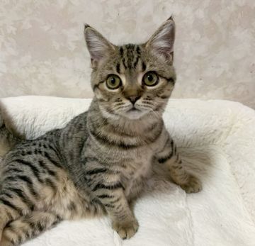 スコティッシュフォールド(立ち耳)【京都府・男の子・2021年5月4日・ブラウンスポテッドタビー】の写真「めっちゃ甘えたさんな立ち耳男の子💙」