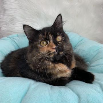 スコティッシュフォールド(立ち耳)【京都府・女の子・2022年2月10日・トーティー（ふわふわ❣️）】の写真「立ち耳ふわふわかわいい女の子♥️」