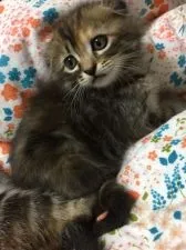 スコティッシュフォールド(折れ耳)【京都府・女の子・2018年8月31日・ブラウンタビー】の写真1