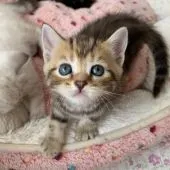 スコティッシュフォールド(立ち耳)【京都府・女の子・2020年4月1日・ブラウンパッチドタビー】の写真1