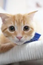 スコティッシュフォールド(立ち耳)【京都府・男の子・2019年7月2日・レッドタビー】の写真1