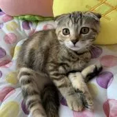 スコティッシュフォールド(折れ耳)【京都府・女の子・2020年4月1日・ブラウンパッチドタビー】の写真1