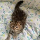 スコティッシュフォールド(折れ耳)【京都府・女の子・2021年4月15日・ブラウンパッチドタビー】の写真2