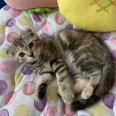 スコティッシュフォールド(折れ耳)【京都府・女の子・2020年4月1日・ブラウンパッチドタビー】の写真2