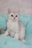 スコティッシュフォールド×ペルシャ【京都府・男の子・2023年9月1日・シルバー】の写真3