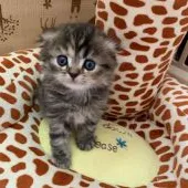 スコティッシュフォールド(折れ耳)【京都府・女の子・2021年1月22日・ブラウンパッチドタビー】の写真4