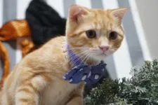 スコティッシュフォールド(立ち耳)【京都府・男の子・2019年7月2日・レッドタビー】の写真4