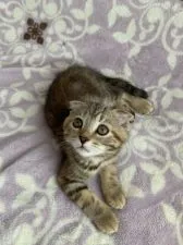 スコティッシュフォールド(折れ耳)【京都府・女の子・2020年4月1日・ブラウンパッチドタビー】の写真4