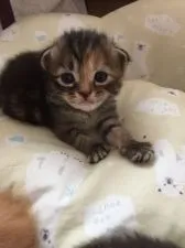 スコティッシュフォールド(折れ耳)【京都府・女の子・2018年8月31日・ブラウンタビー】の写真5