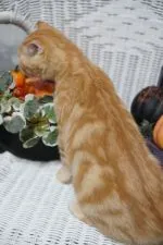 スコティッシュフォールド(立ち耳)【京都府・男の子・2019年7月2日・レッドタビー】の写真5