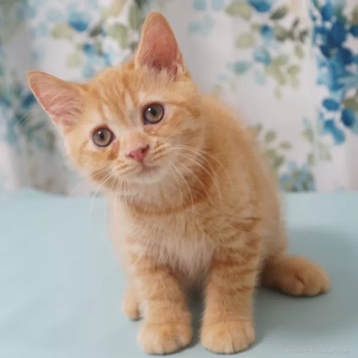 ID:2507-01294の子猫