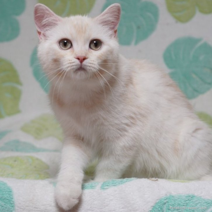 ブリーダー画像