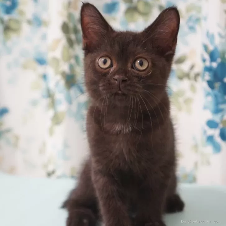 ID:2507-01296の子猫