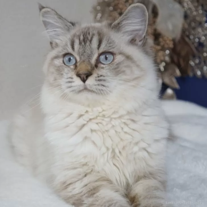 ブリティッシュ✖️スコティッシュ【京都府・男の子・2025年4月24日・シールポイント】の写真1