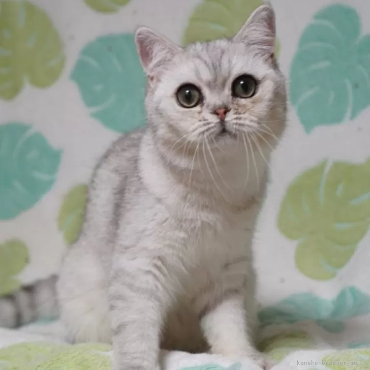 ブリティッシュショートヘア【京都府・男の子・2024年9月8日・シェーデットシルバー】の写真1