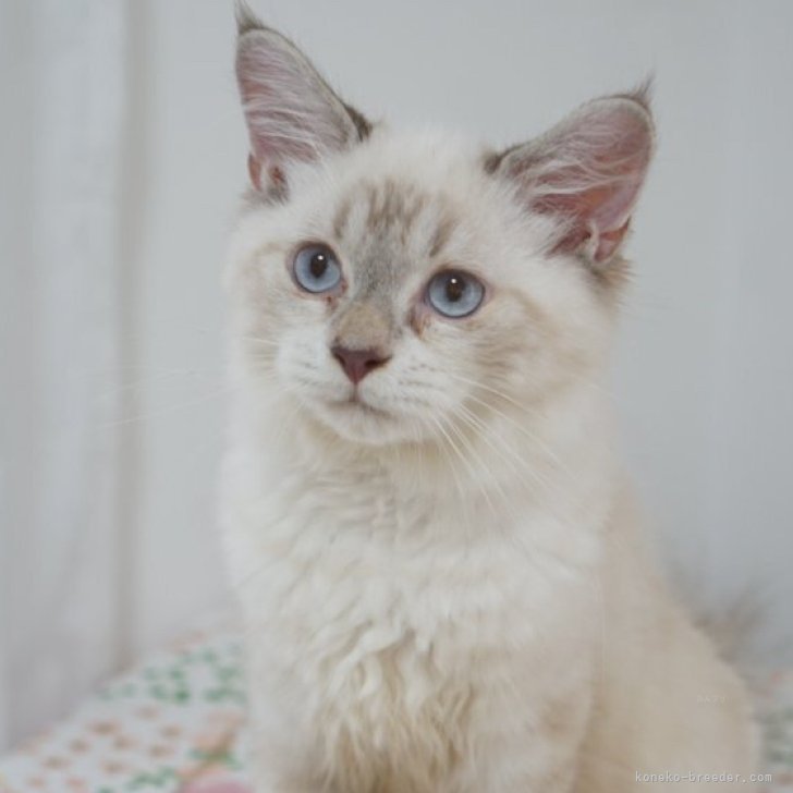 ブリーダー画像