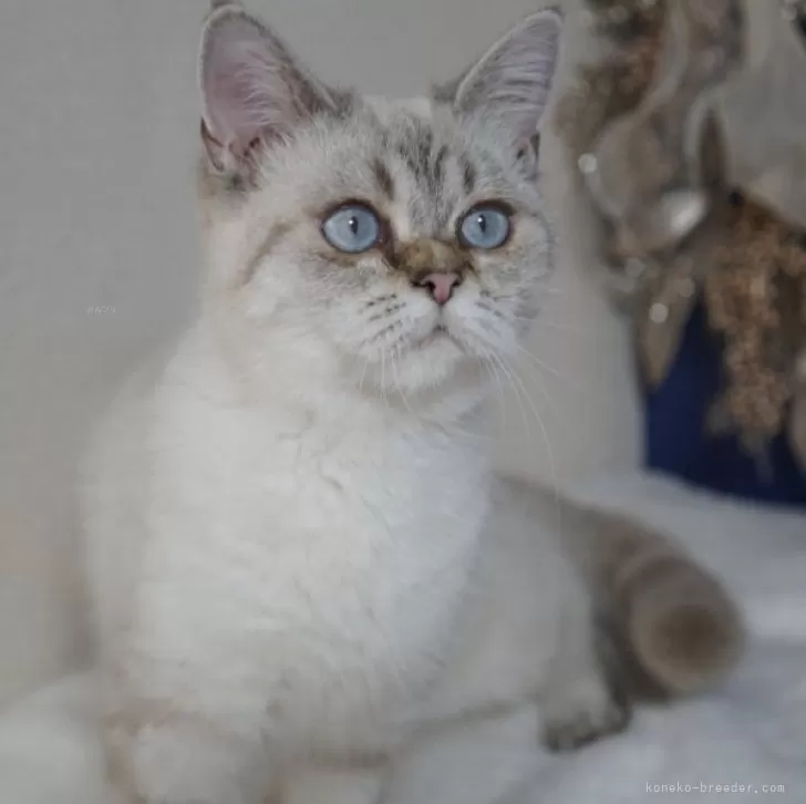 ブリティッシュ✖️スコティッシュ【京都府・女の子・2025年4月7日・シールポイント】の写真1