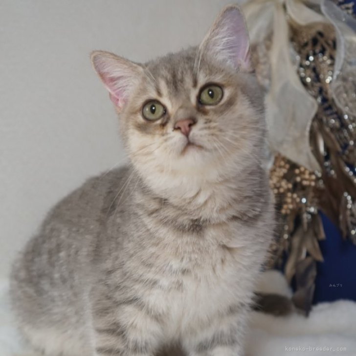 ブリーダー画像