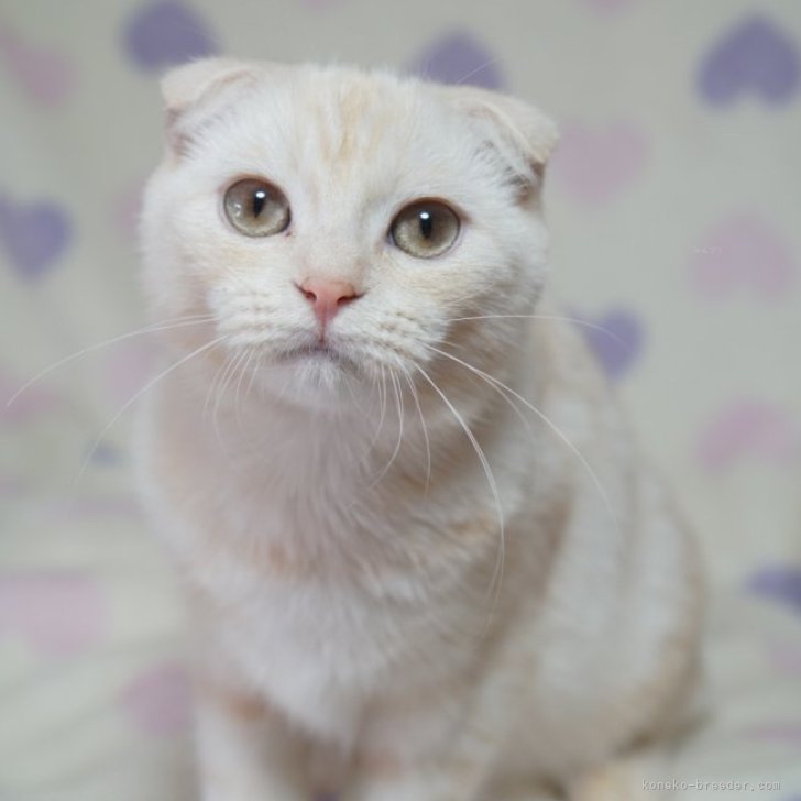 ブリーダー画像