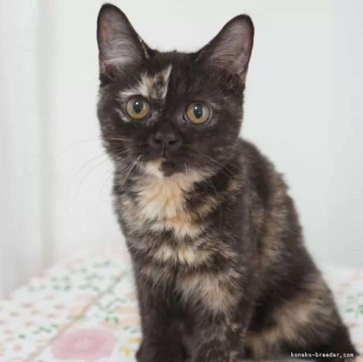 ID:2507-01295の子猫