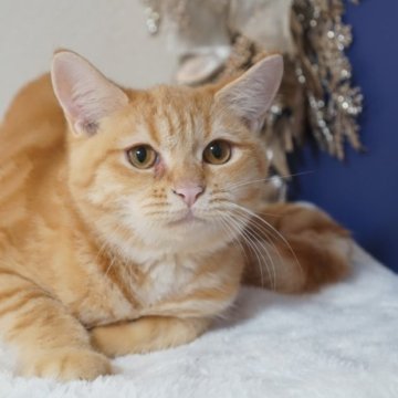 ブリティッシュ✖️スコティッシュ【京都府・男の子・2025年4月24日・レッドタビー】の写真「穏やかでとっても甘えん坊さんな男の子🩵です」